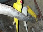 Yellow Ringneck Parrot