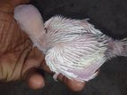 Rinnec Hand Feed Bird