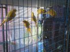 Yellow Rinneck Birds