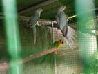 Blue Parrots Pair