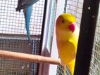 Ringneck Birds