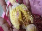 Yellow Ringneck Parrot