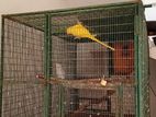 Ringneck Birds