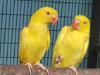 Ringneck Bird
