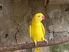 Yellow Ring Neck Parrot