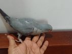 Ringneck Bird