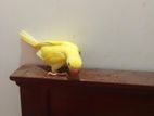 Lutino Ringneck Parrot