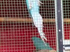 Blue Ringneck Parrot