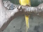 Yellow Ringneck Birds