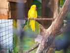 Yellow Ring Neck