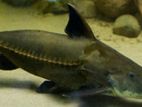 Ripsaw Catfish