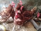 Farm Hens