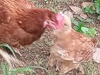 RIR Chickens