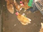 Farm Hens