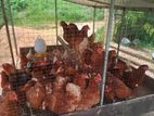RIR Chicken