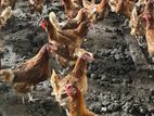 RIR Chickens