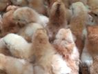 Rir Farm Layer Chick