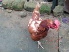 RIR Chicken