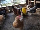 Farm Hens