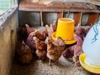 RIR කිකිළියන් / hens
