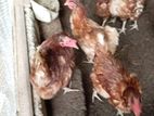 Rir කිකිළියන් විකිණීමට ඇත