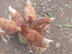 RIR Layer Chick