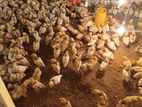 RIR Layer Chicks