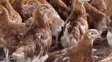Country Chickens