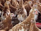 Country Chickens