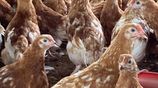 Country Chickens