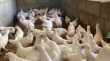 Country Chickens