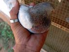 Pigeon