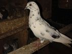 Pigeons