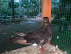 Risar Pigeon