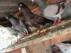 Pigeon