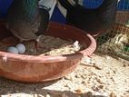 Pigeon