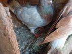 Pigeons