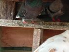 Pigeons