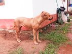 Ridgeback Dog