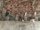 Pigeons