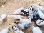 Pigeon