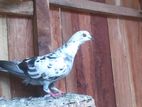 Riser Pigeon