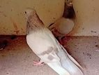 Pigeons
