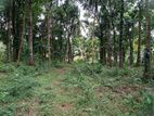 River Bordering 2 Acres Land for Sale at Naranbedde, Kegalle.