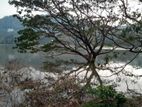 River Face Land For Sale in Lewella - Kandy (Flat Land)