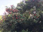 රඹුටන්