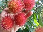රඹුටන්