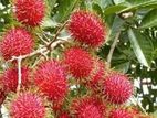 රඹුටන්