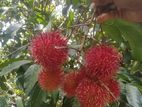 රඹුටන්