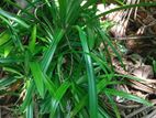 රම්පෙ පැල
